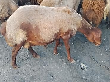 qoca qoyun: Damazlıq ana Qala qoyunları. Öz təsərüfatımın heyvanlarıdır. Ünvan — 5