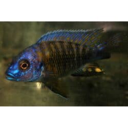 betta balıq: Cixlid balığı, Yırtıcı, Ünvandan götürmə — 1