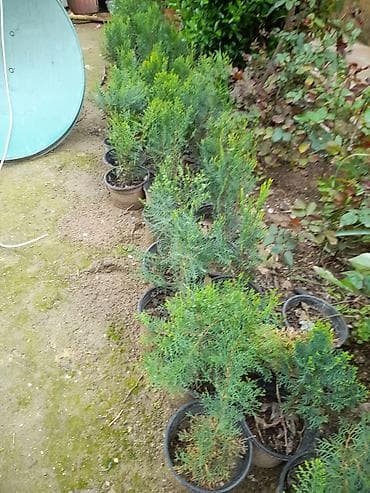 heyetde bulaq sekilleri: Thuja (ardıc) şitilləri – qablarda - Bitki tipi: Həmişəyaşıl — 1