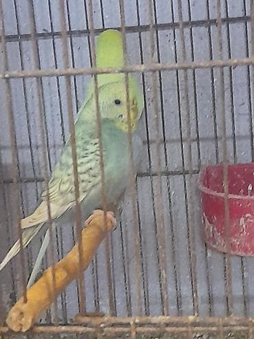 amadin qusu: Cut satilir ataspenqel ana renbow cutu 20 manat 10 ayliq quslardi — 1