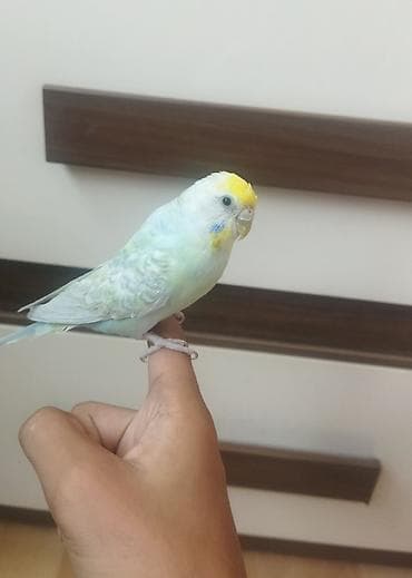 tutuquşu danışan: Məhsul: Dalmatian rəngli dalğalı papuqay (bajırıq) Təsvir: - Növ — 8