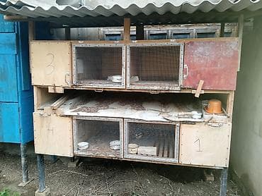 ucuz goyərcin: Satıram kredit olar dəyişmək olar — 2