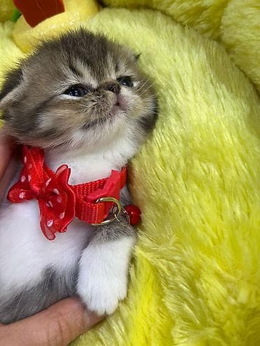 pişik latok: Məhsul: Pişik balaları (ev heyvanı) Təsvir: - Şirin və mehriban pişik — 5