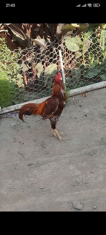Коровы, быки: Петух, Heyrati, лет: 2, Самовывоз — 2