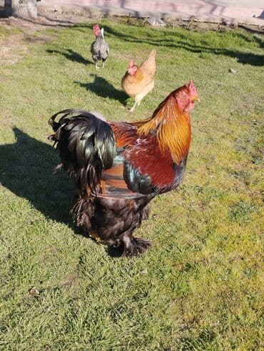 heyvanlara verilen adlar: Курица, Brama, Для разведения, Платная доставка, Бесплатная доставка — 3