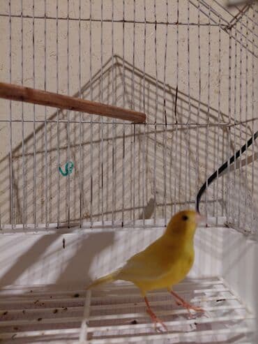 taxta qefes: Sarı kanareyka – - Növ: Kanareyka (sarı rəngli) - Rəng: Parlaq sarı — 4