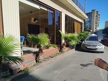 bitki toxumlarinin satisi: Satılır: Açıq məkan üçün dekorativ xurma palmaları - Növ: Fan palm — 2