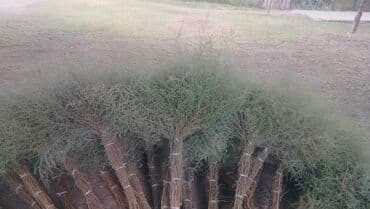 самовар на дровах: Другие растения — 1