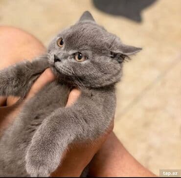 Pişiklər: Şotland, Erkək, Yaxşı əllərə, Ünvandan götürmə, Pulsuz çatdırılma — 1