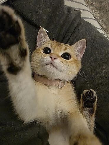 keci seki: Britan — 2