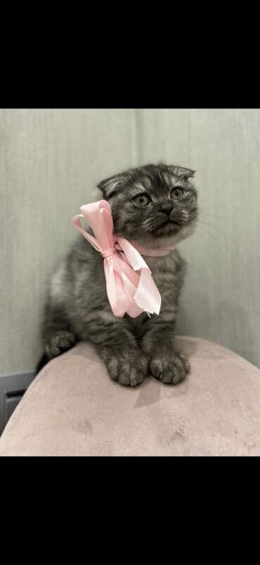 pişik daşıma qabı: 50 ile 250 arasi cins saf qan pisiklerimiz var( Silver sinsila temiz — 4