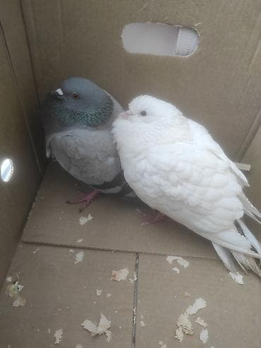 Птицы: 2 ədəd göyərçin satılır. Çöldə tapmışıq, hazırda baxımlıdır — 4