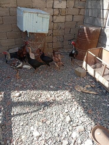 cins ineklerin qiymeti: Курица, Для разведения — 1