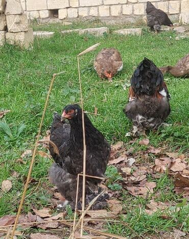 Ördəklər: Toyuq, Brama, Damazlıq, Ödənişli çatdırılma — 6