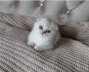 Şotland yastı qulaq, Dişi, Yaxşı əllərə, Ünvandan götürmə lalafo.az -da Şotland yastı qulaq, Dişi, Yaxşı əllərə, Ünvandan götürmə