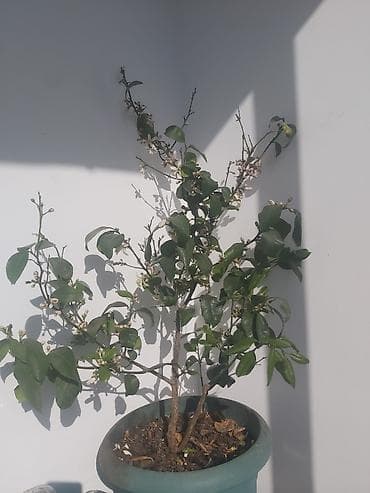 Limon ağacı. Bar verəndir