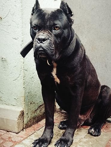 dobelman it: Kane-Korso, Erkek — 3