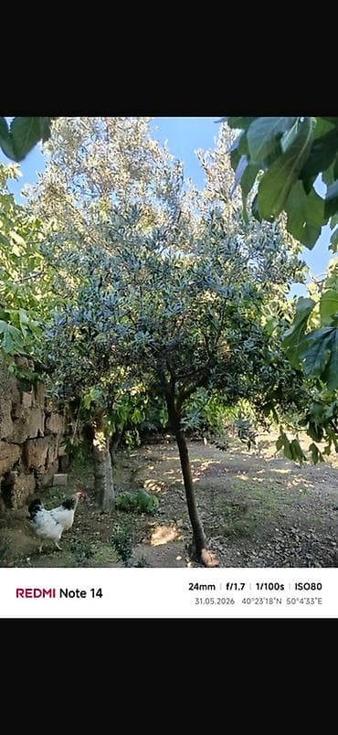 agac satiram: BÖYÜK ENDİRİM😍Zeytun ağacı (meyvə verən sort) Təsvir: - Sağlam, güclü — 1