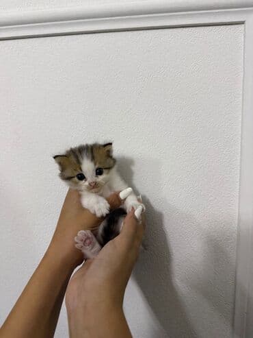 купить тайского котенка: Şinşilla, Yaxşı əllərə — 7