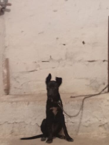 Bu, qara rəngdə, orta ölçülü bir itdir. İtin qulaqları yuxarıya doğru lalafo.az -da Bu, qara rəngdə, orta ölçülü bir itdir. İtin qulaqları yuxarıya doğru