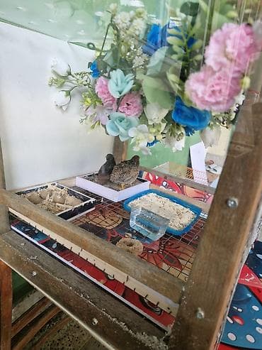 Çin decorative bildirçini,çox sakit, iysiz və minimum dekorativ