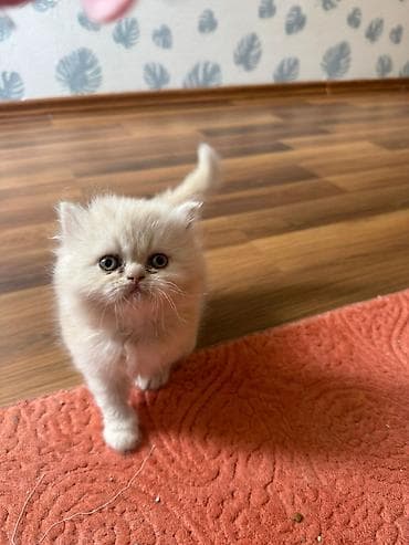 lalafo pisik: Şotland yastı qulaq — 2