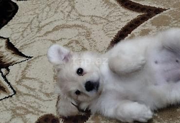 balaca it adlari: Sevimli balaca it balası – açıq krem/ağ rəngli, yumşaq uzun tüklü — 2