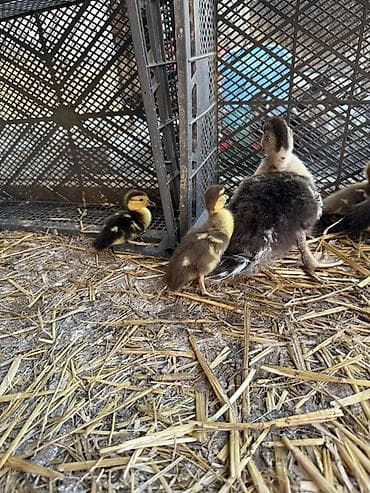 cuce yemi: Muskovi ördək balaları (indo ducklings) - Cins: muskovi (ördəyi) — 5