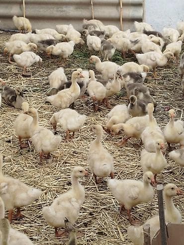 quşları: Qaz balaları – damazlıq və ətlik yetişdirməyə uyğun - Növ: Qaz balası — 1