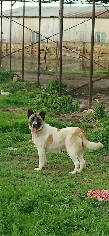 etibarli elere verilir: Qurdbasar, 10 ay, Dişi, Peyvəndli — 4