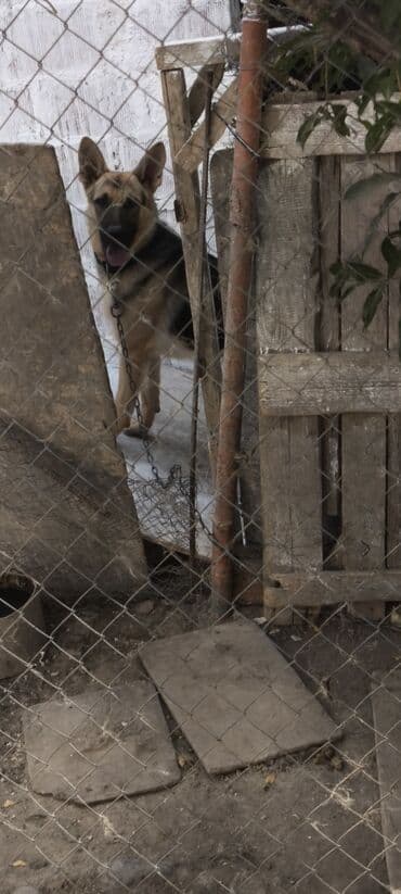 купить хаски щенка: Немецкая овчарка, 1 год, Самец, Для вязки, Самовывоз — 3