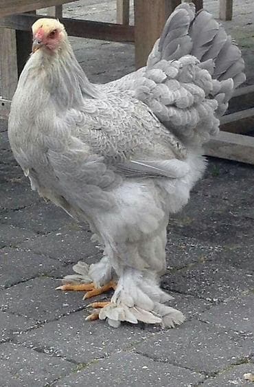 Gəmiricilər: Brama yumurtasi-2 Brama cucəsi-9 Tam mayali yumurta Hər nov brama — 4