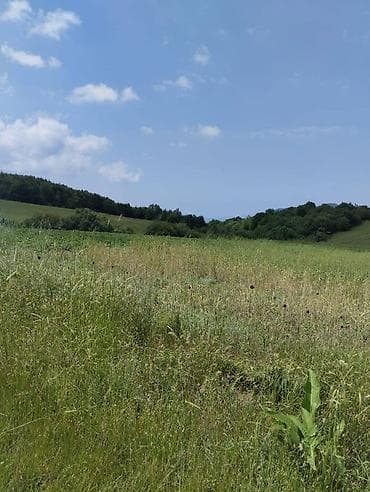 362 sot, Biznes üçün, Mülkiyyətçi, Kupça (Çıxarış)