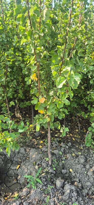 xiyar toxumu satisi: ​🌿 SAQİ TİNGÇİLİK: Bağınıza Həyat Verin! 🌿 ​Tərtər keyfiyyəti bütün — 2