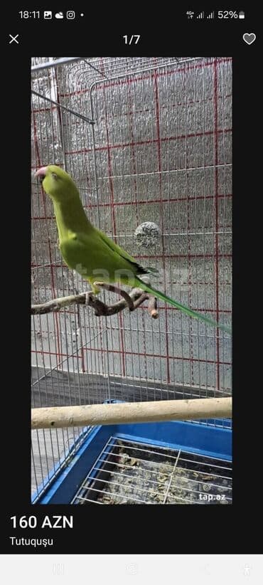 pitbul erkek: Saglam qusdi disi qus 1 2 sozde diyir sadece basa duse bilmirem 2yas — 1