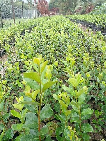 zeytun tingləri: Feijoa (Acca sellowiana) tingləri – məhsuldar sortlardan Salam olsun — 1