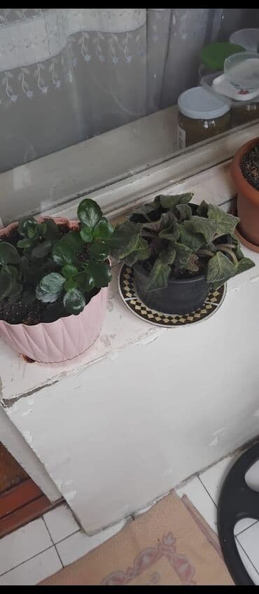 куплю комнатные растения: Məhsul: Otaq gülləri (saksıda) Təsvir: - Şəkillərdə müxtəlif — 18
