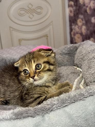 pişik qara: Skottish Fold və düzqulaq qarışığı balalar - Cins: Scottish Fold — 4