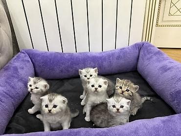 pişim: Şinşilla, Erkək, Dişi, Ünvandan götürmə, Pulsuz çatdırılma, Ödənişli çatdırılma — 7