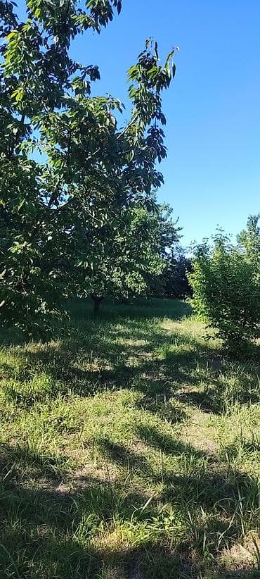 qaradağ rayonu: 10 sot, Tikinti, Mülkiyyətçi, Kupça (Çıxarış) — 4