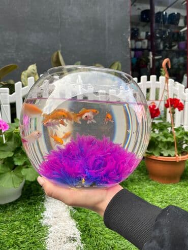 akvarium gəncə: Balıq Akvarium 30₼ — 2