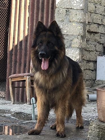 afçarka alman: Alman çoban iti, Erkek — 1