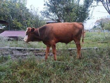 itlərə verilən adlar: Erkək dana — 3