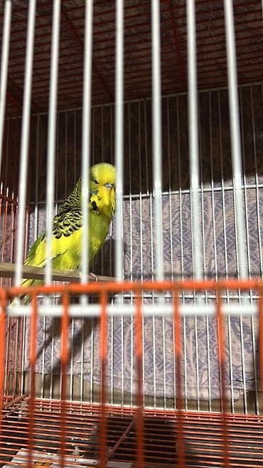 papuqay çex: Cexlerin cut 60ve 70 denen baslayir bala cexler 20 azn valin hazir — 6