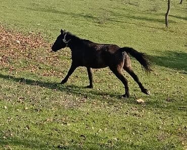 at bazari: Minilmiyən dayçadı madyandı çaparağı var isdiyən buyursun — 2
