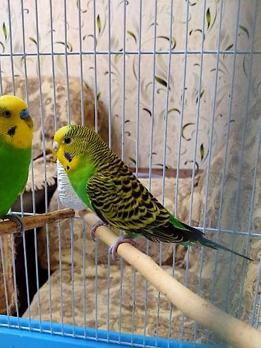 quşlar: Salam. Tam hazir cut papuqaylar satilir. 11 ayliqdilar. Tam bala veren — 8