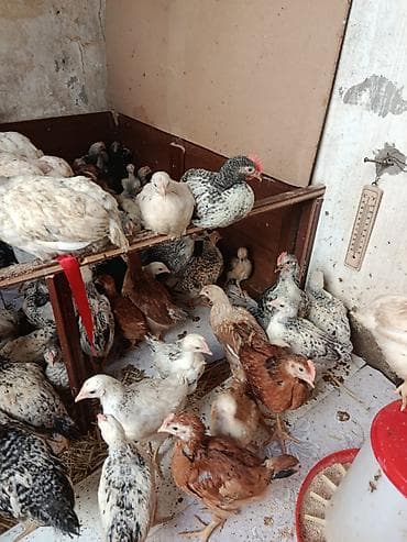 Toyuq cücələri, Ətlik