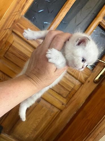 Ağ tüklü balaca pişik balası - Rəng: süd ağ, üz və qulaqlarda yüngül lalafo.az -da Ağ tüklü balaca pişik balası - Rəng: süd ağ, üz və qulaqlarda yüngül