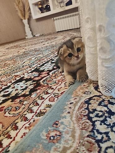 mops qiymeti: Şotland yastı qulaq — 4