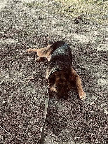 сколько стоит собака: Немецкая овчарка, 4 года, Самка, Для вязки, Платная доставка — 2